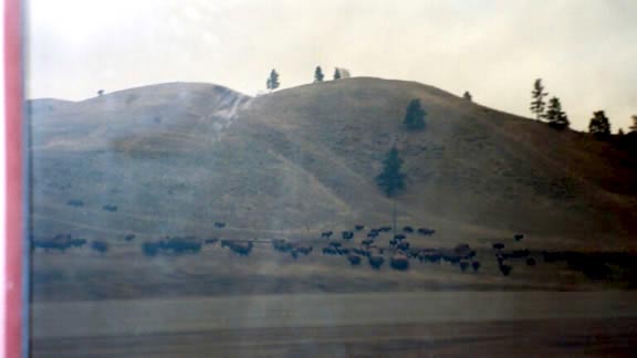 Buffalo in Montana.